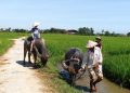 Hoi An – Water Buffalo Riding – Nipa Palm Village