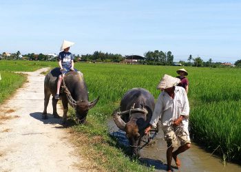 Hoi An – Water Buffalo Riding – Nipa Palm Village