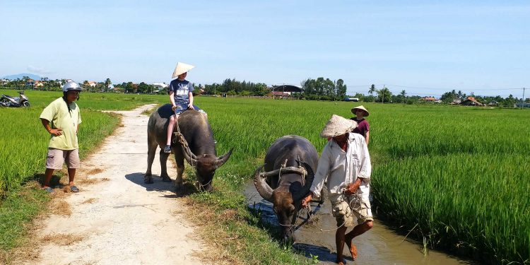 Hoi An – Water Buffalo Riding – Nipa Palm Village